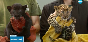 Варненският зоопарк се сдоби с две нови леопардчета (ВИДЕО)