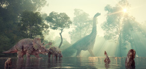 Показаха открита в Патагония вкаменелост на нов вид динозавър с дълга шия (ВИДЕО)