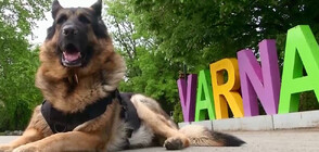 Варна забрани разходките на кучета по плажа
