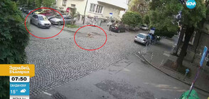 Шофьор блъсна куче в София и избяга