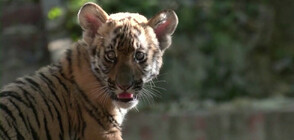 Популацията на застрашените южнокитайски тигри се увеличава (ВИДЕО)