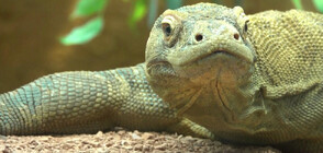 Варанът Халееси намери нов дом в лондонския зоопарк (ВИДЕО)