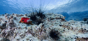 Морските таралежи в Червено море измират