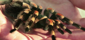 Лондонският зоопарк се бори със страха на хората от паяци(ВИДЕО)