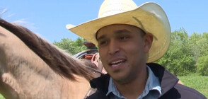 Мъж хвана с ласо говедо на магистрала в Детройт (ВИДЕО)