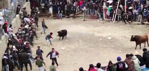 Единадесет човека бяха ранени на фестивал на коридата в Перу (ВИДЕО)