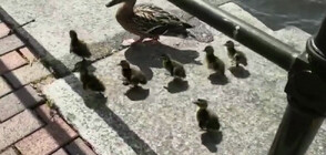 УМИЛИТЕЛНИ КАДРИ: Спасиха патета, родени на покрив в Манчестър (ВИДЕО)