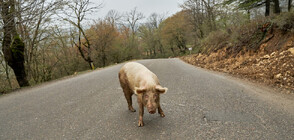 Диви прасета предизвикаха две катастрофи в Босна и Херцеговина