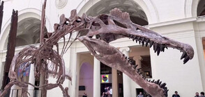Вижте най-големия хищен динозавър в света (ВИДЕО)