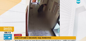 Насилие над животно: Мъж рита малко кученце в блок в София (ВИДЕО)