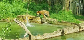 Тигърчета от застрашен вид с първи урок по плуване в зоопарка в Лондон (ВИДЕО)
