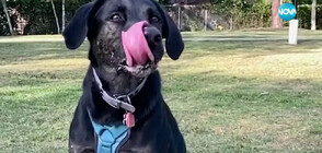 Нов рекорд на „Гинес”: Кое е кучето с най-дълъг език в света (ВИДЕО)