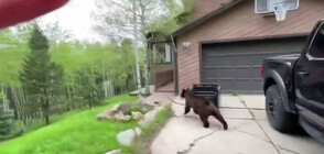 Гладна мечка се затвори в кола, изненада собственика (ВИДЕО)