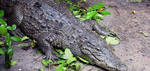 Непорочно зачатие: Крокодил забременя без контакт с мъжки екземпляр
