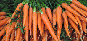 НОВ ЦЕНОВИ РЕКОРД: Морковите стигнаха 4 лв. за килограм (ВИДЕО)