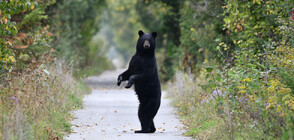 Мечка предизвика гонка с полицията (ВИДЕО)