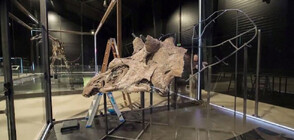 Показват най-големия череп на динозавър, откриван някога (ВИДЕО)