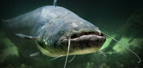 Вижте най-голямата риба, улавяна в река По (ВИДЕО)