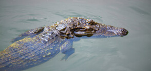 В Дубай отвори врати уникален аквапарк за крокодили (ВИДЕО)