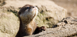 Две малки любопитни видри направиха своя дебют пред публика (ВИДЕО)