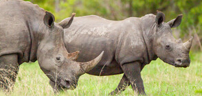 Белите носорози се завръщат в Конго (ВИДЕО)