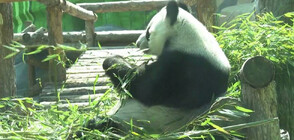 За завиждане: Вижте как живеят пандите в зоопарка в Москва (ВИДЕО)