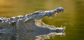 Извадиха 3-метров крокодил от частен басейн (ВИДЕО)