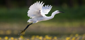 УНИКАЛНА ГЛЕДКА: Хиляди грациозни бели чапли „завладяха” езеро в Китай (ВИДЕО)