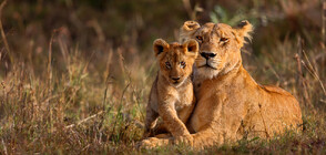 Лъвове, спасени от Украйна, намериха нов дом (ВИДЕО)