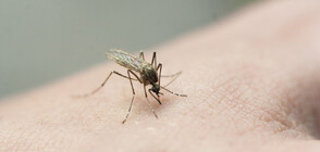 Newfresh споделя 12 полезни съвета относно борбата с комари