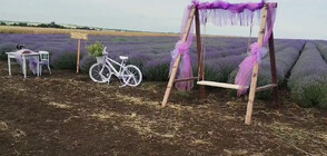 Фестивал на лавандулата в Чирпан (ВИДЕО)