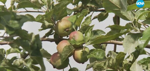 Ще има ли български ябълки на пазара въпреки лошото време (ВИДЕО)