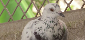 Индийската полиция все още дресира пощенски гълъби (ВИДЕО)