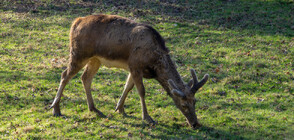 След убийството на елените край Павел баня: Издирват бракониерите