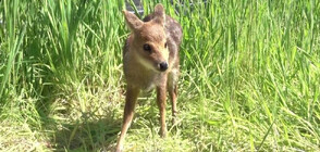 Еленчета "вампири" намериха нов дом в зоопарка в Лондон (ВИДЕО)