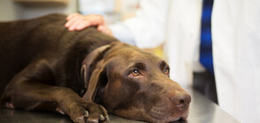 НАУЧЕН ПРОБИВ: Тестват лекарство срещу стареенето върху кучета (ВИДЕО)