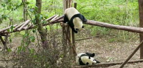Вижте първото за годината бебе панда, родено в резервата в Съчуан (ВИДЕО)