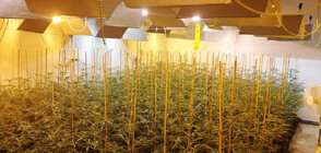 Разбиха високотехнологична и добре прикрита оранжерия за наркотици (СНИМКИ)