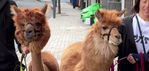 Двойка алпака печели фенове по улиците в Токио (ВИДЕО)