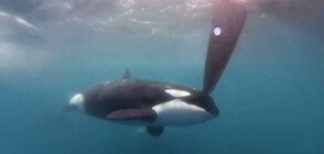 Любопитни косатки се включиха в състезание с яхти около Гибралтар (ВИДЕО)