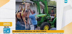 Пожарникари вадиха кон от басейн (ВИДЕО)
