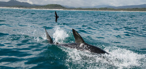 Акула се появи сред хората на плаж във Флорида (ВИДЕО)