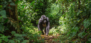 Огромна горила премина през медицински скенер в Южна Африка (СНИМКИ)