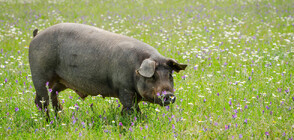 Полицаи "задържаха" избягало прасе след кратко преследване (ВИДЕО)