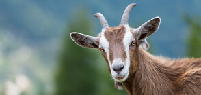 ТРЕВОГА: Избягали кози вдигнаха на крак полицията в Аризона (ВИДЕО)