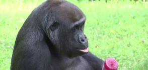 Ледени лакомства за животните в берлинския зоопарк (ВИДЕО)