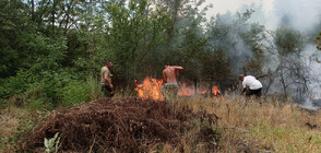 Запали се борова гора между бургаския квартал „Ветрен” и село Банево