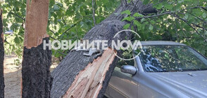 Дърво падна върху лек автомобил в Пловдив (СНИМКИ)