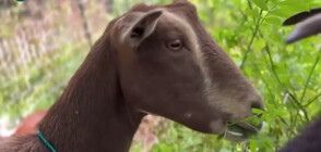 Четири кози ще почистят парк "Ривърсайд" в Ню Йорк (ВИДЕО)
