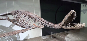 Вижте динозавъра, вдъхновил историята за чудовището от Лох Нес (ВИДЕО)